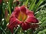 Hemerocallis Silk Mystique2